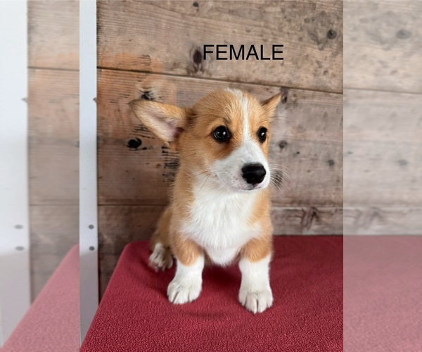 Medium Photo #10 Pembroke Welsh Corgi Puppy For Sale in VERMONTVILLE, MI, USA