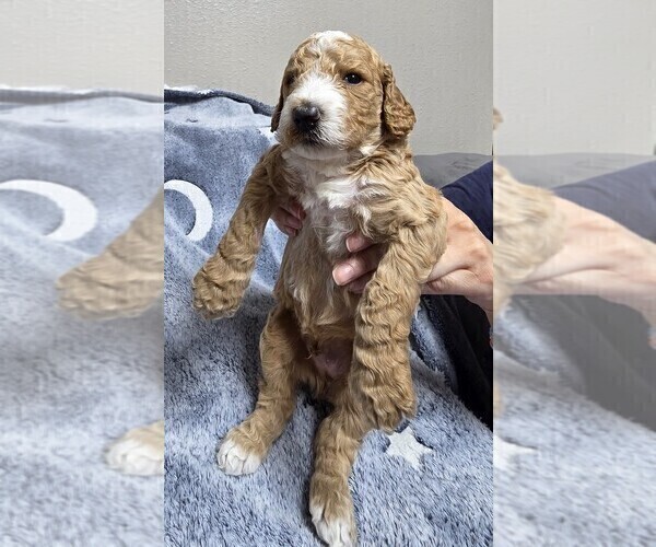 Medium Photo #2 Goldendoodle Puppy For Sale in COLLINSVILLE, IL, USA