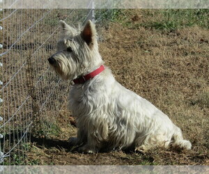 Father of the West Highland White Terrier puppies born on 02/17/2020