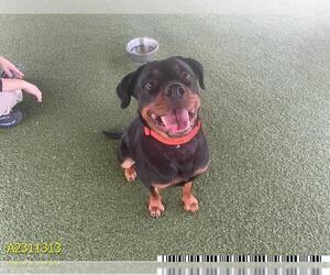 Rottweiler Dogs for adoption in West Palm Beach, FL, USA