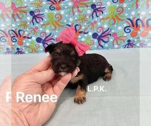 Morkie Puppy for sale in WINNSBORO, LA, USA