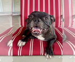 Small #1 French Bulldog