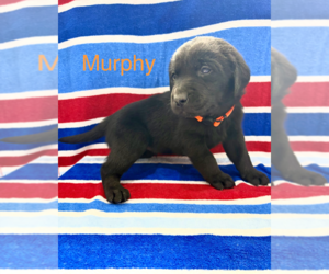 Labrador Retriever Puppy for sale in MIDLAND, OH, USA