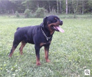 Father of the Rottweiler puppies born on 11/01/2022