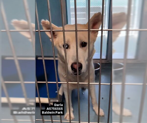 Medium Photo #1 Siberian Husky Puppy For Sale in Pasadena, CA, USA