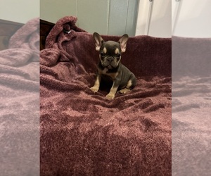 French Bulldog Puppy for sale in CHICAGO, IL, USA