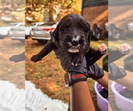 Puppy Basil Golden Mountain Dog