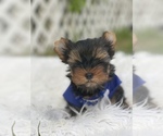 Small Photo #7 Yorkshire Terrier Puppy For Sale in CORAL SPRINGS, FL, USA