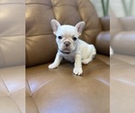 Small #3 French Bulldog