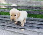 Small #4 Goldendoodle