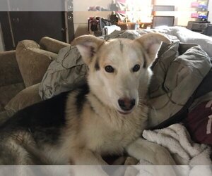 German Shepherd Dog-Siberian Husky Mix Dogs for adoption in Austin, TX, USA