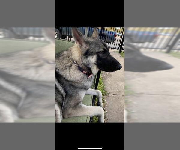 Medium Photo #1 German Shepherd Dog Puppy For Sale in San Antonio, TX, USA