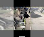 Small German Shepherd Dog