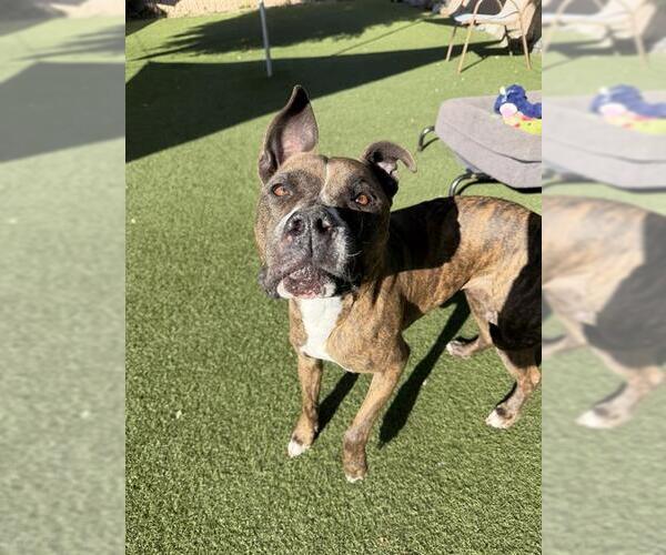 Medium Photo #2 Mutt Puppy For Sale in Chula Vista, CA, USA