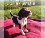 Puppy Collie Brittany