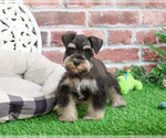 Small #3 Schnauzer (Miniature)