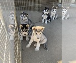 Small Photo #5 Siberian Husky Puppy For Sale in NUEVO, CA, USA