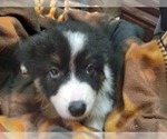 Small Photo #5 Border-Aussie Puppy For Sale in COOS BAY, OR, USA