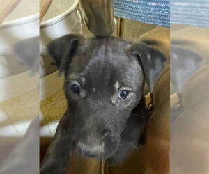 Labrador Retriever-Unknown Mix Dogs for adoption in HESPERIA, CA, USA