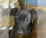 Small Labrador Retriever Mix