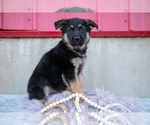 Small #2 German Shepherd Dog
