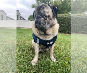 Pug Dogs for adoption in Burbank, CA, USA