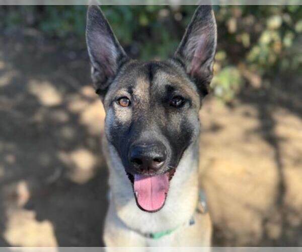 Medium Photo #2 Mutt Puppy For Sale in Martinez, CA, USA