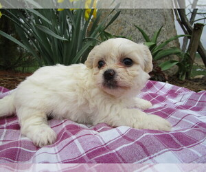 Zuchon Puppy for sale in SHILOH, OH, USA