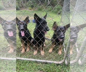 German Shepherd Dog Puppy for sale in BREVARD, NC, USA