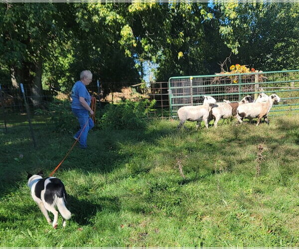 Medium Photo #29 Border Collie Puppy For Sale in Highland, IL, USA