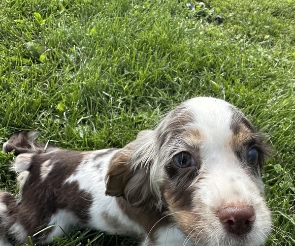 Medium Photo #2 Cocker Spaniel Puppy For Sale in ATHENS, WI, USA