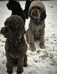 Small Photo #1 Cock-A-Poo-Labradoodle Mix Puppy For Sale in MILWAUKEE, WI, USA