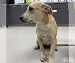 Small #1 Retriever  Mix