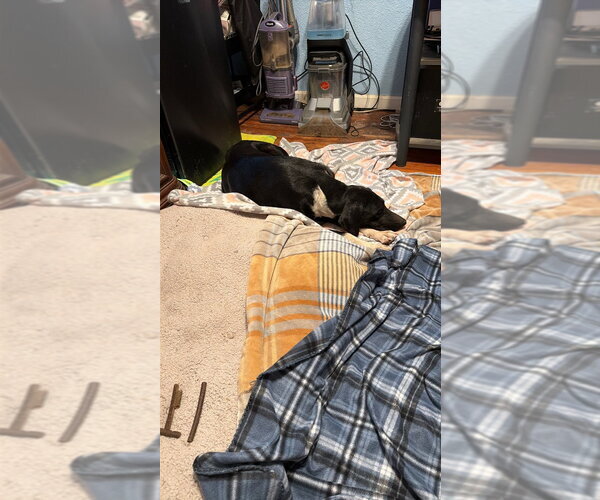 Medium Photo #2 Great Dane Puppy For Sale in Bullard, TX, USA