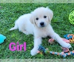 Small Photo #10 English Cream Golden Retriever Puppy For Sale in WEEKI WACHEE, FL, USA