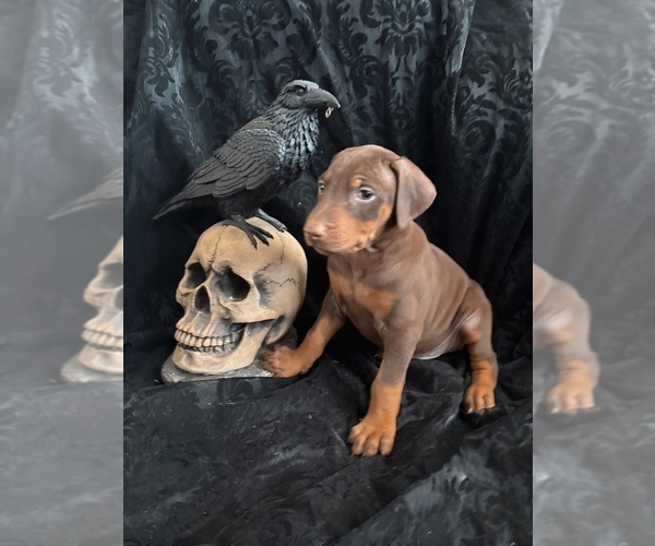 Medium Photo #4 Doberman Pinscher Puppy For Sale in YUCCA VALLEY, CA, USA
