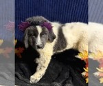 Small Photo #22 Newfoundland Puppy For Sale in AURORA, IN, USA