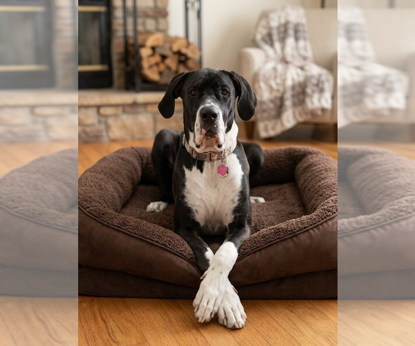 Medium Photo #2 Great Dane Puppy For Sale in Vail, AZ, USA