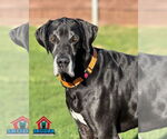 Small Great Dane