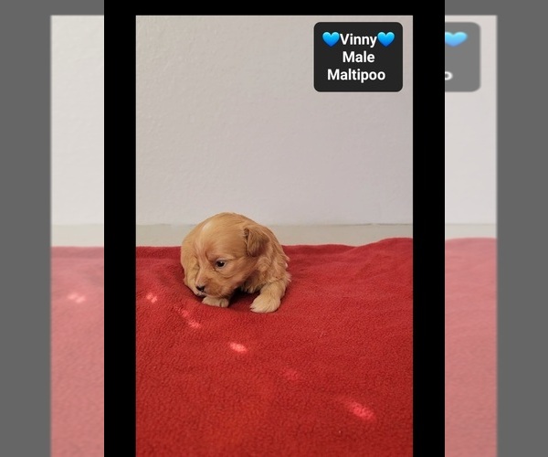 Medium Photo #2 Maltipoo (Toy) Puppy For Sale in TUCSON, AZ, USA