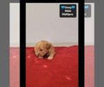 Vinny - Male Maltipoo (Toy) Puppy for Sale - Photo #2