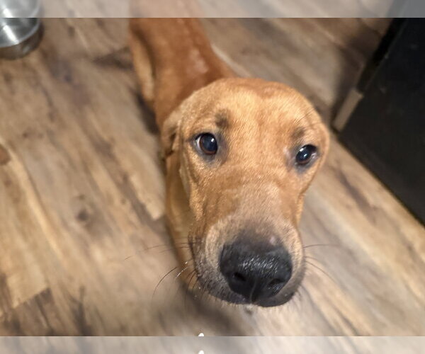 Medium Photo #4 Labrador Retriever-Unknown Mix Puppy For Sale in The Woodlands, TX, USA