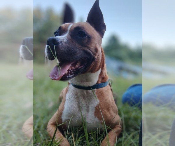Medium Photo #1 Boxer-Unknown Mix Puppy For Sale in Prattville, AL, USA