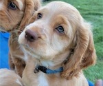 Puppy 2 Cocker Spaniel