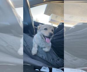 Labrador Retriever-Unknown Mix Dogs for adoption in San Antonio, TX, USA