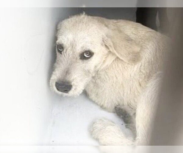 Medium Photo #1 Labrador Retriever-Unknown Mix Puppy For Sale in Houston, TX, USA