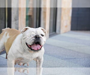 Swann - Female Bulldog-Unknown Mix Dog for Adoption - Photo #4
