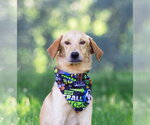 Small Labrador Retriever Mix