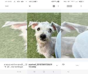 Shih Tzu-Unknown Mix Dogs for adoption in Woodbury, NY, USA
