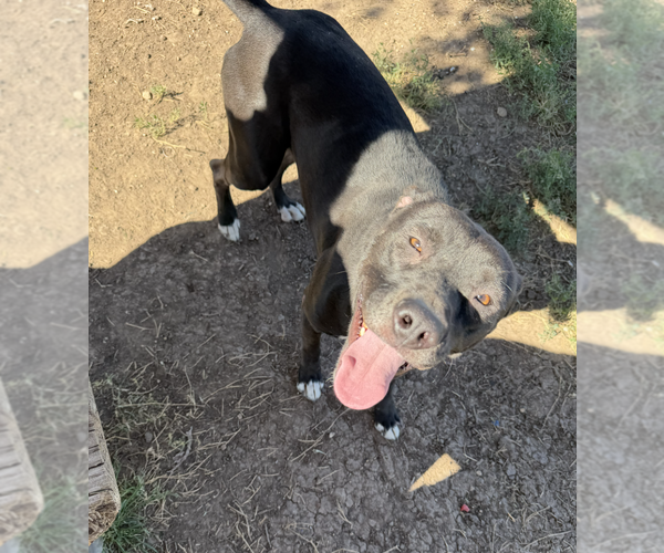 Medium Photo #2 Labrador Retriever-Unknown Mix Puppy For Sale in Coralville, IA, USA